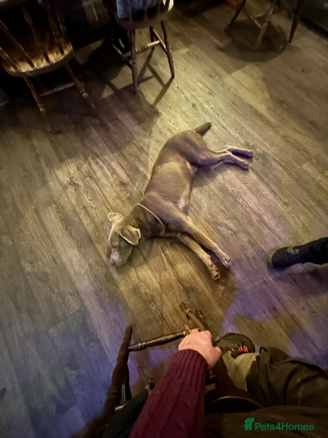 Labrador Retriever dogs for sale: Male Silver Labrador - Advert 5