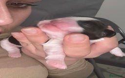 Shih Tzu dogs for sale: ShihTzu Newborn Puppies 💕Home-Raised & Well-Loved - Advert 21