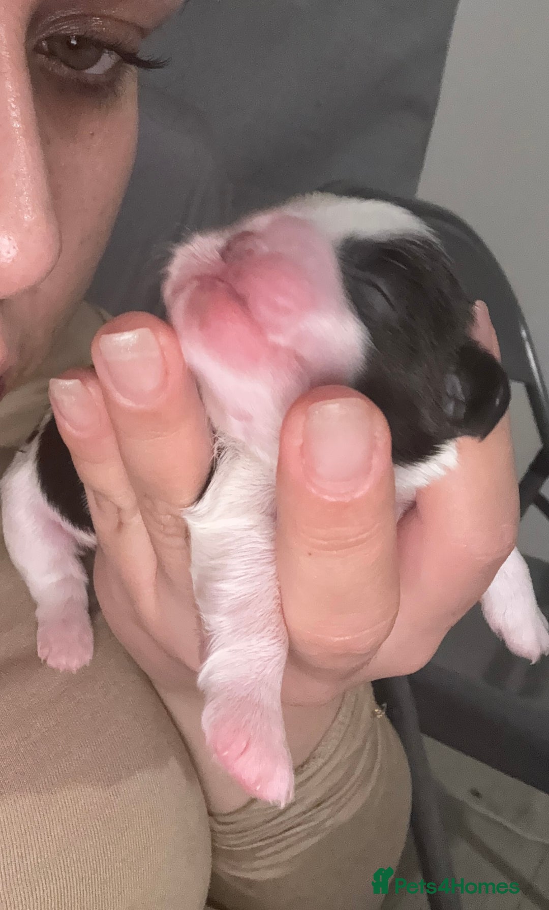Shih Tzu dogs for sale: ShihTzu Newborn Puppies 💕Home-Raised & Well-Loved - Advert 21