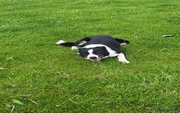 Sprollie dogs for sale: 7 lovely sprollie pups for sale - Image 18