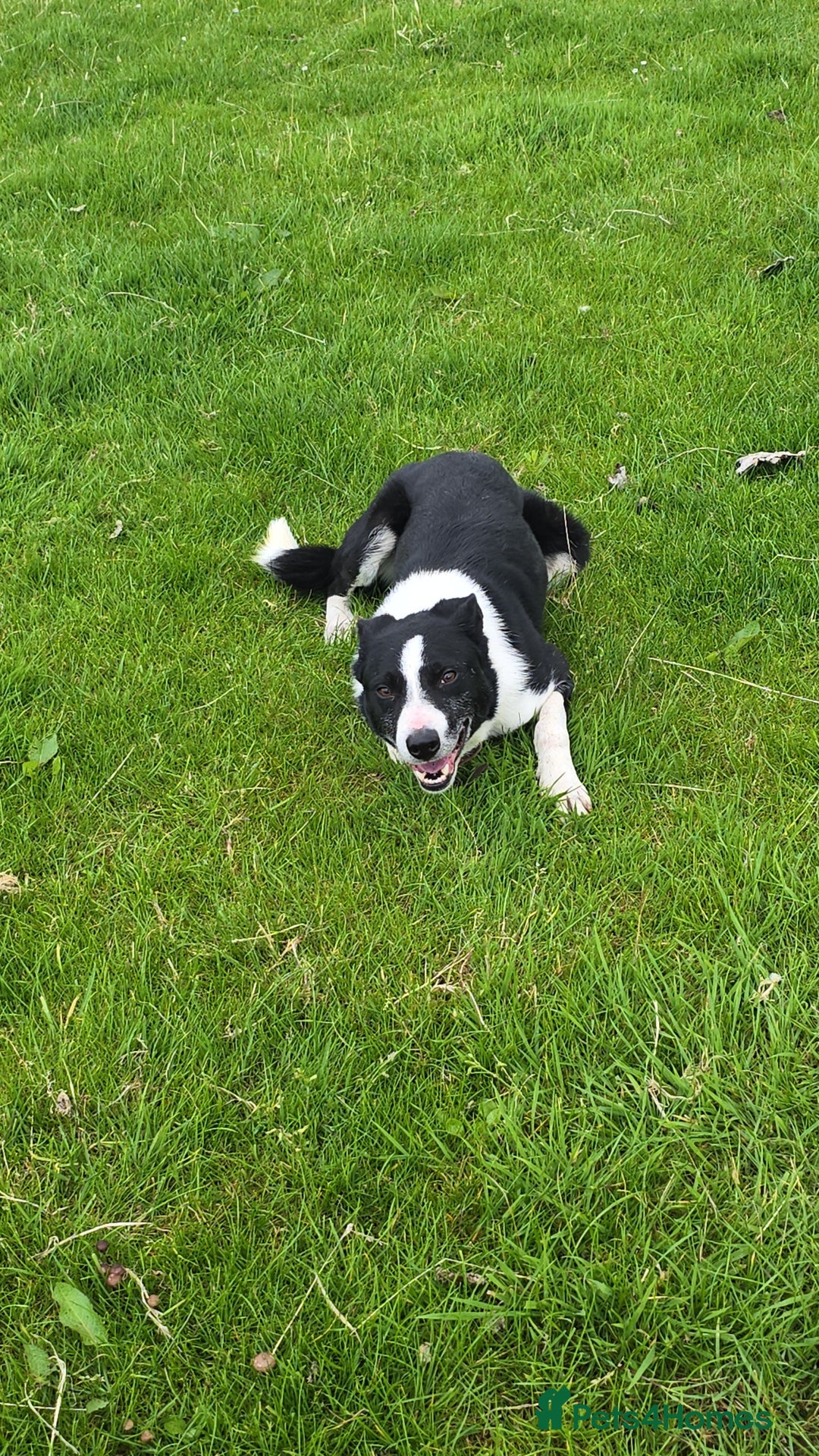 Sprollie dogs for sale: 7 lovely sprollie pups for sale - Image 18