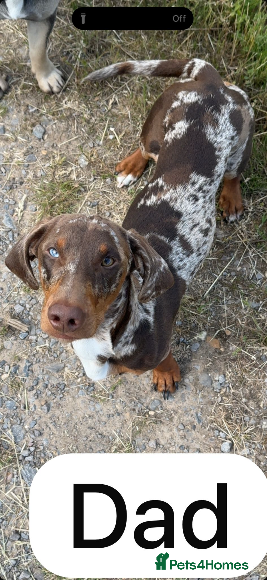 Mixed Breed dogs for sale: 🐾 Beautiful French Bull Weiners 🐾  - Advert 2