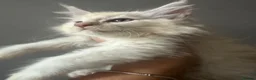 Maine Coon cats for sale: TICA Maine Coon Smoke/Silver kittens  - Advert 4