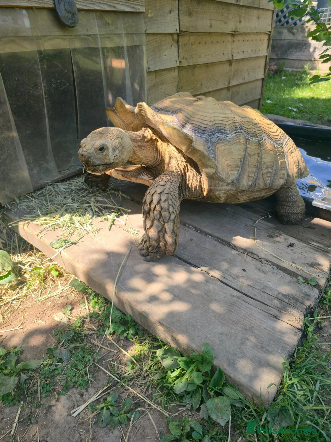Tortoise reptiles for sale: Adult Sulcata tortoise for sale in Canterbury - Advert 1