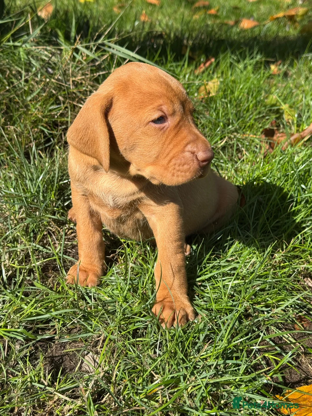 Hungarian Vizsla dogs for sale: TRUE HUNGARIAN VIZSLA PUPPIES  - Advert 16