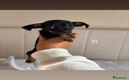 Chiweenie dogs for sale: CHIWEENIES, MICROCHIPPED,VACCINATED,HEALTHCHECKED! - Image 8