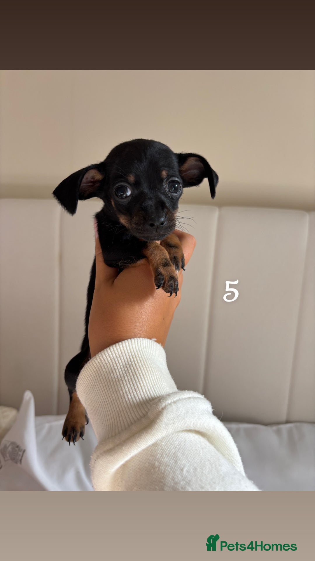 Chiweenie dogs for sale: CHIWEENIES, MICROCHIPPED,VACCINATED,HEALTHCHECKED! - Image 8