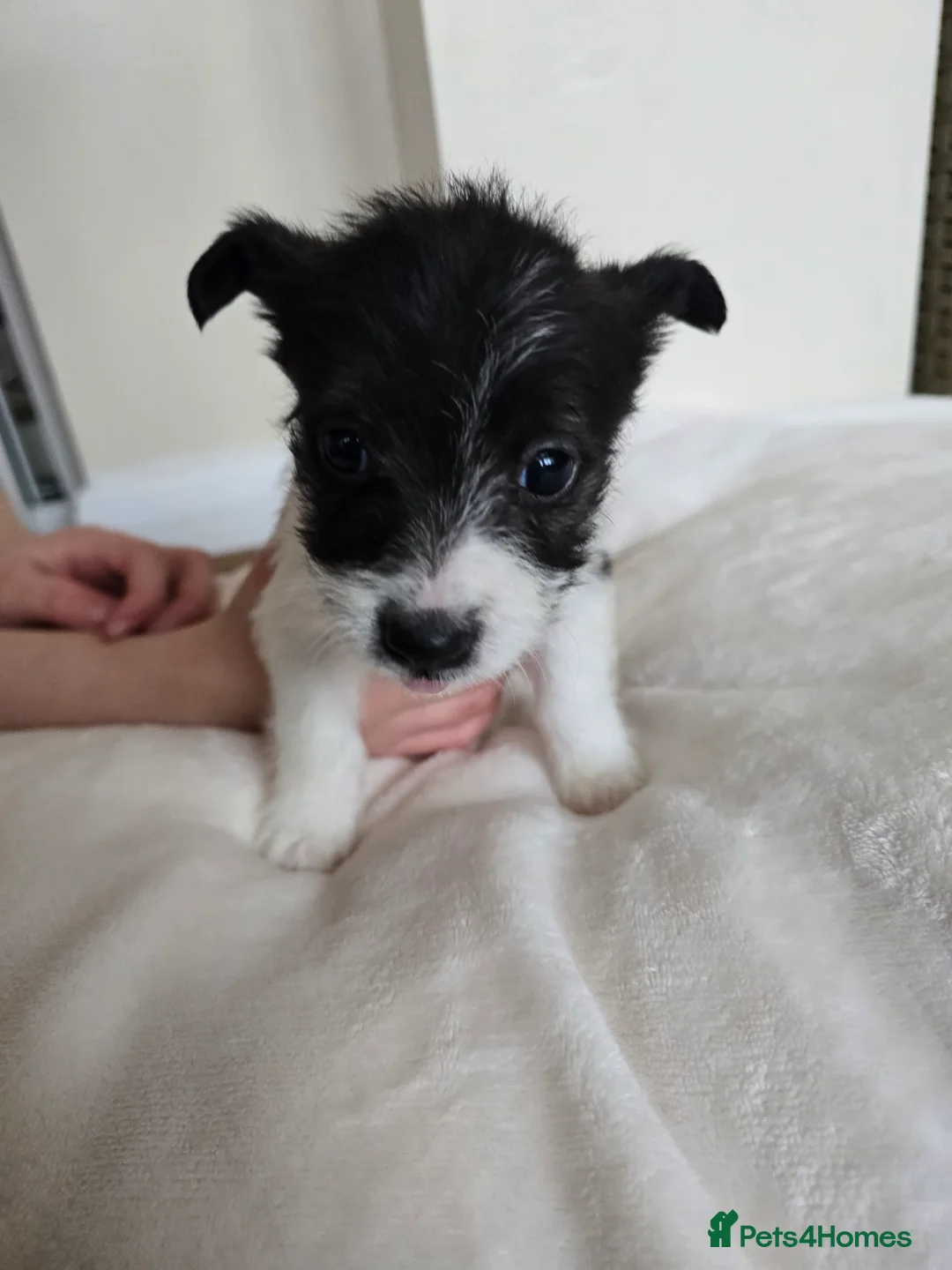 Mixed Breed dogs for sale: Malchi puppies for sale  - Advert 25