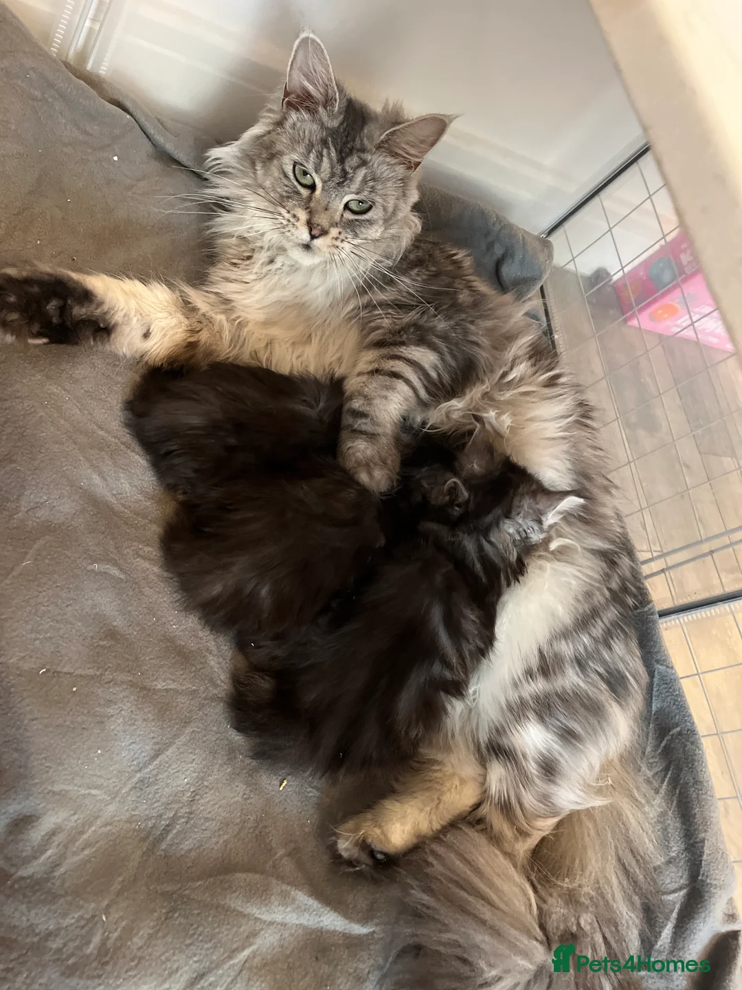 Maine Coon cats for sale: Maine coon kittens  - Advert 2