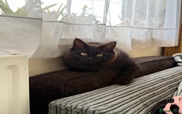 Maine Coon cats for sale: Black smoked boy  - Image 12