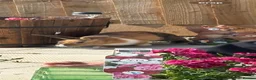 Mixed Breed rabbits for sale: 2 female rabbits - Advert 2