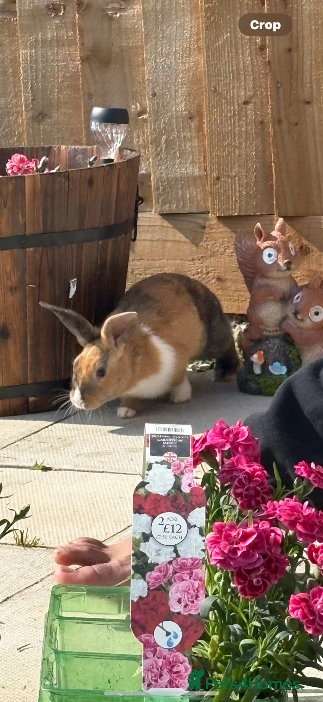 Mixed Breed rabbits for sale: 2 female rabbits - Advert 2