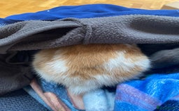 Mini Lop rabbits for sale: Mini lop for sale - Image 6