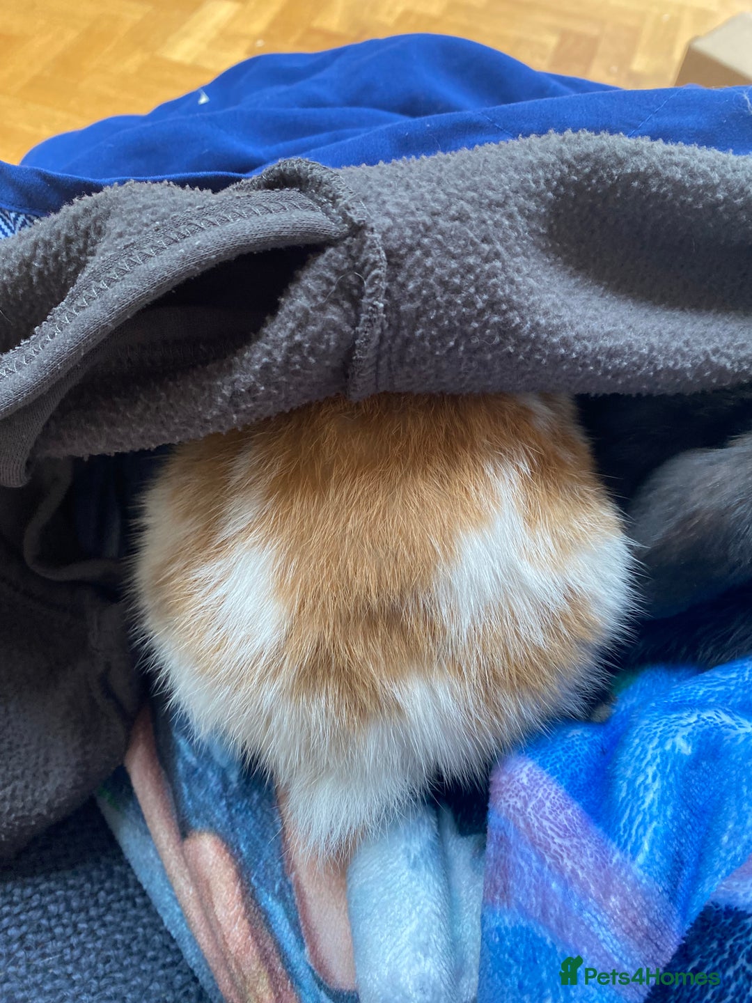 Mini Lop rabbits for sale: Mini lop for sale - Image 6