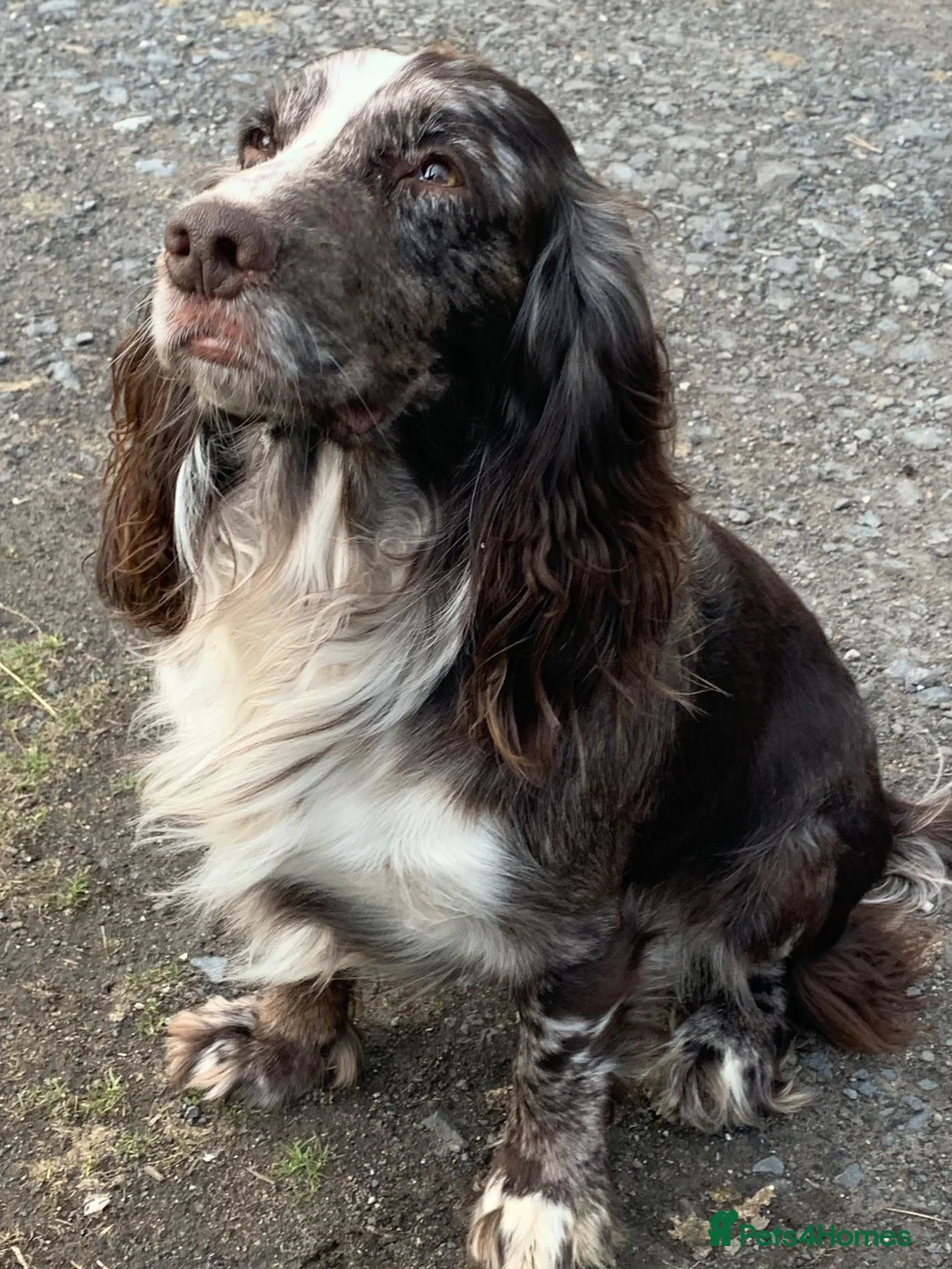 Cocker Spaniel dogs for stud: Tri tweed cocker spaniel for stud - Advert 2