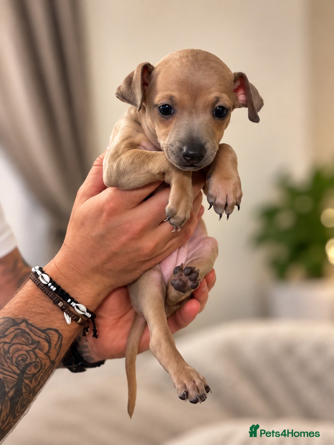 Italian Greyhound dogs 🐾 KC Registered Italian Greyhound Puppies 🐾 - Advert 2