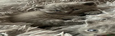 British Shorthair 2