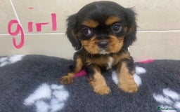 Cavalier King Charles Spaniel dogs for sale: Pedigree cavalier puppies  - Image 8
