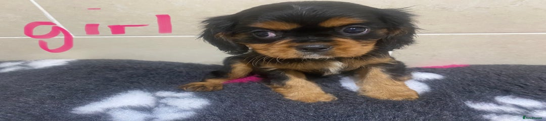 Cavalier King Charles Spaniel Puppy 4
