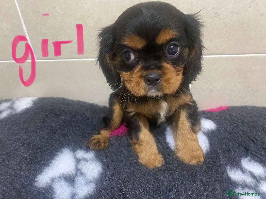 Cavalier King Charles Spaniel dogs for sale: Pedigree cavalier puppies  - Image 8