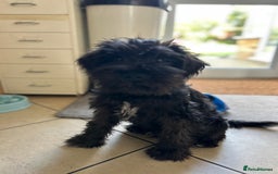 Miniature Schnauzer dogs for sale: Lovely KC Mini Schnauzer 4 months Fully Vaccinated - Image 6