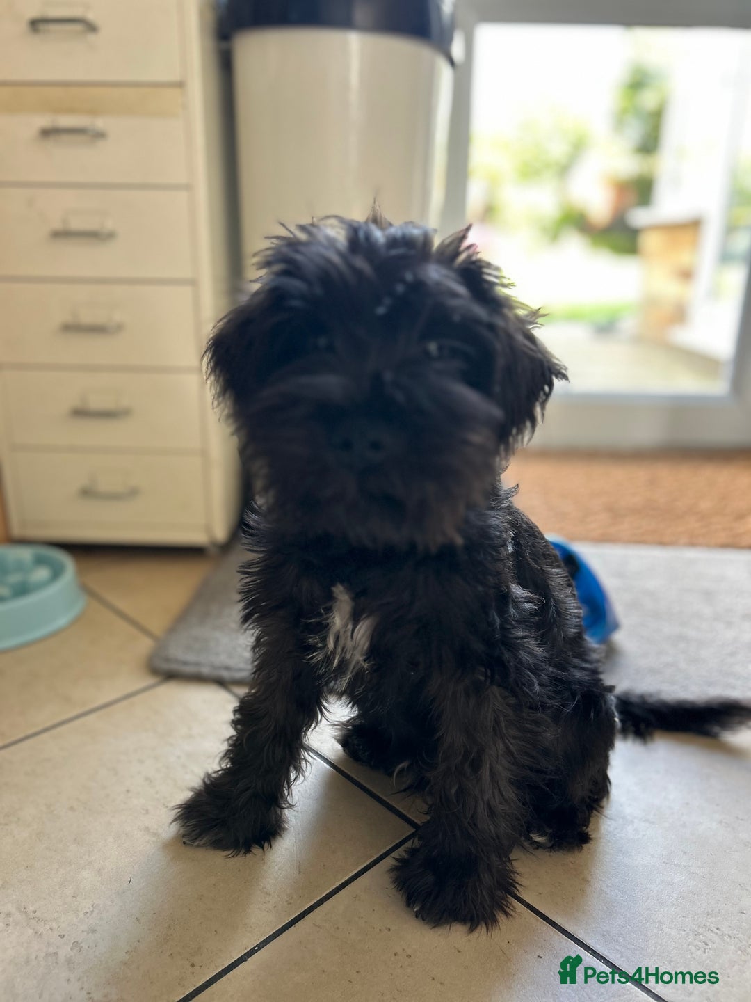 Miniature Schnauzer dogs for sale: Lovely KC Mini Schnauzer 4 months Fully Vaccinated - Image 6
