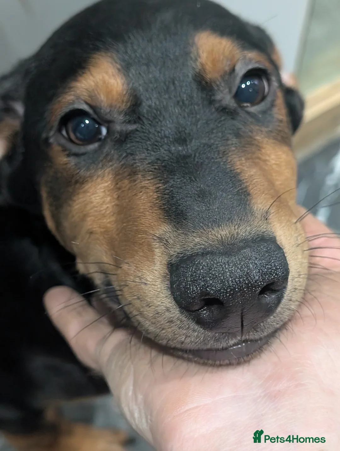 Mixed Breed dogs for sale: 2 Boys🐕🐾Kelpie x Chinese Red Dog - Advert 3