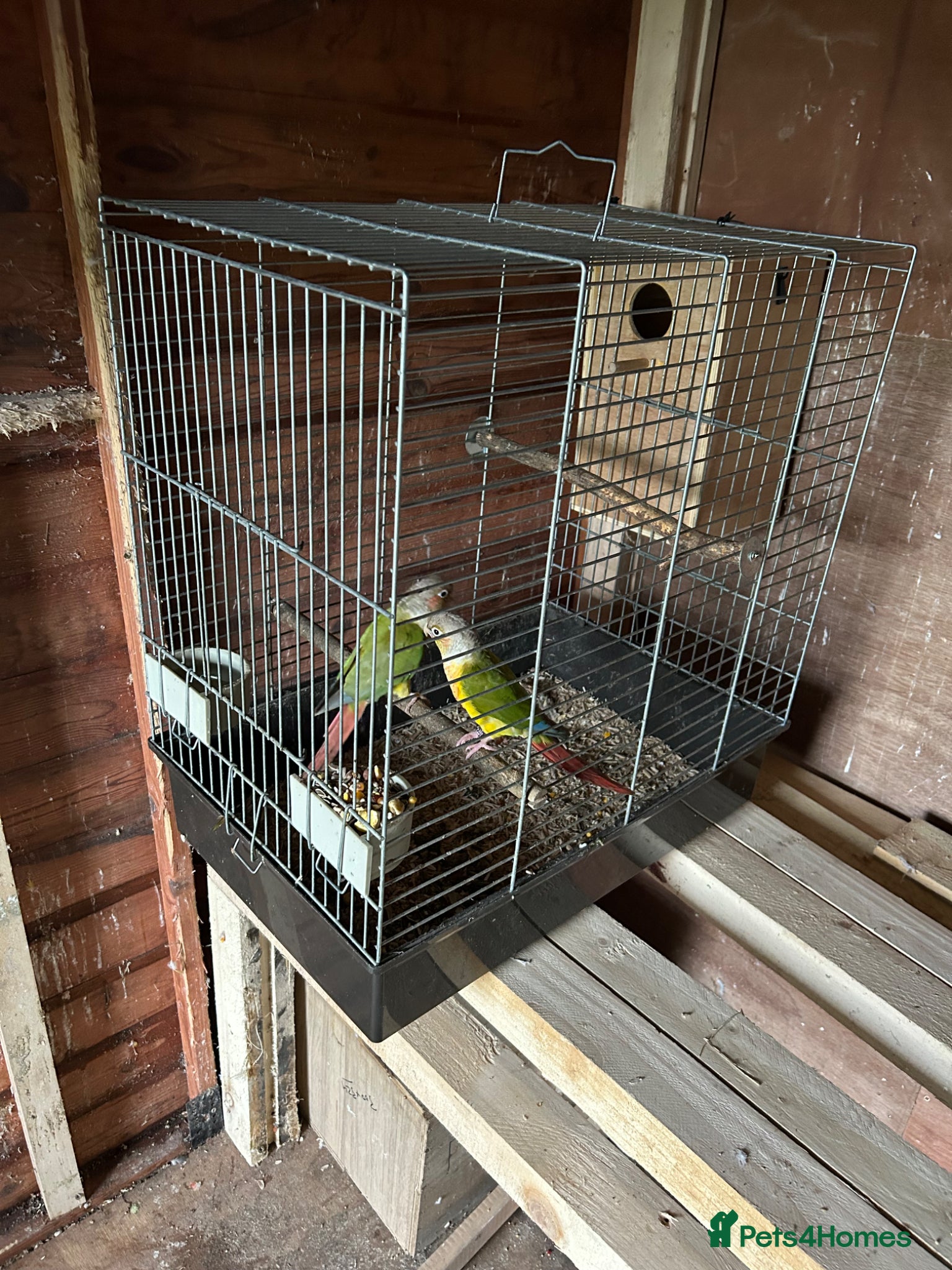 Parakeets birds Conure breeding pair  - Advert 3