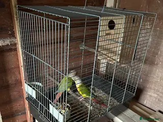 Parakeets birds Conure breeding pair - Advert 3