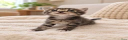 Mixed Breed cats for sale: Beautiful tabby kittens - Advert 2