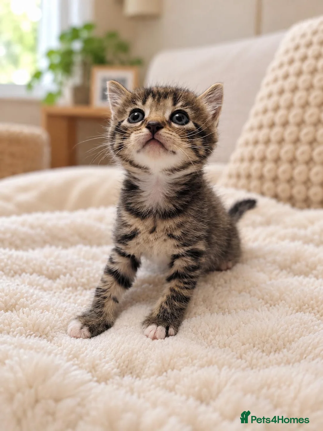 Mixed Breed cats for sale: Beautiful tabby kittens - Advert 2