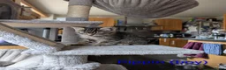 Mixed Breed cats for sale: Six adorable and sweet natured kittens in Kilmarnock - Advert 12