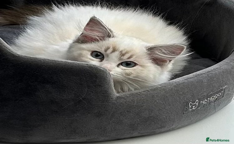 Ragdoll cats - Advert 15