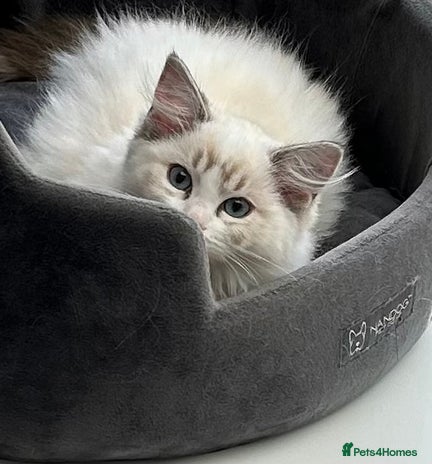 Ragdoll cats - Advert 16
