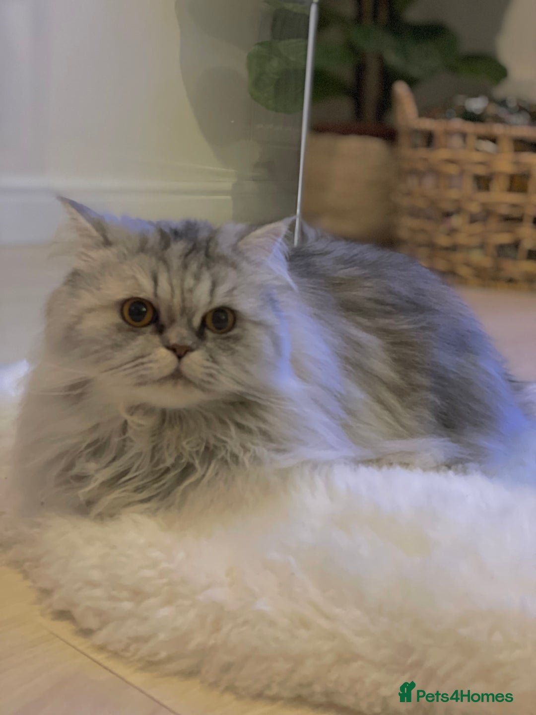 Persian cats for sale: Persian cat - Advert 5