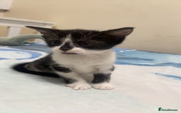 Mixed Breed cats for sale: 4 black and white Kittens for sale !!! - Image 2