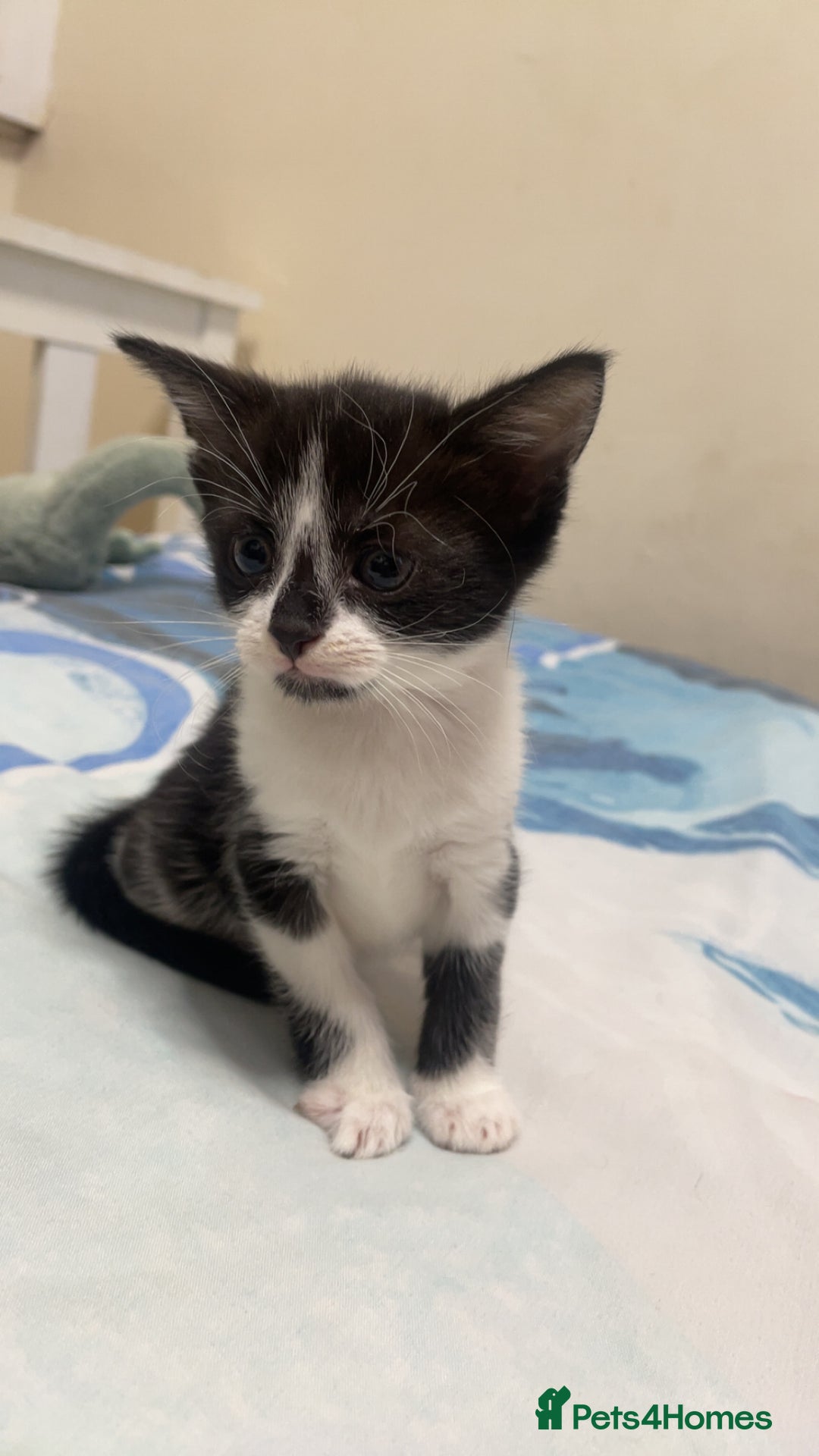 Mixed Breed cats for sale: 4 black and white Kittens for sale !!! - Image 2