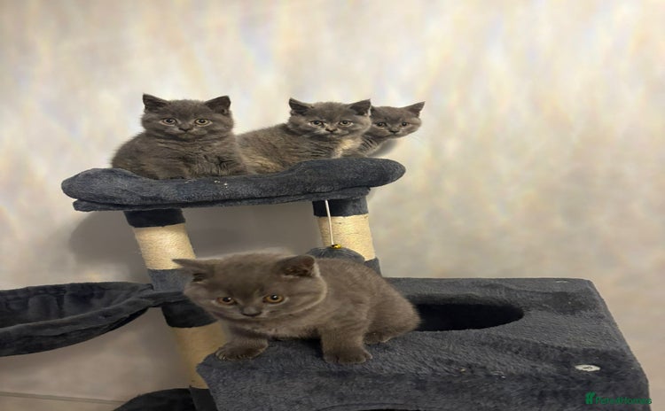 British Shorthair cats - Advert 3