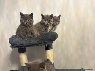 British Shorthair cats - Advert 3