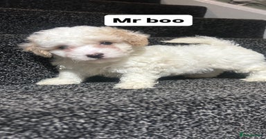 Cockapoo dogs - Advert 11