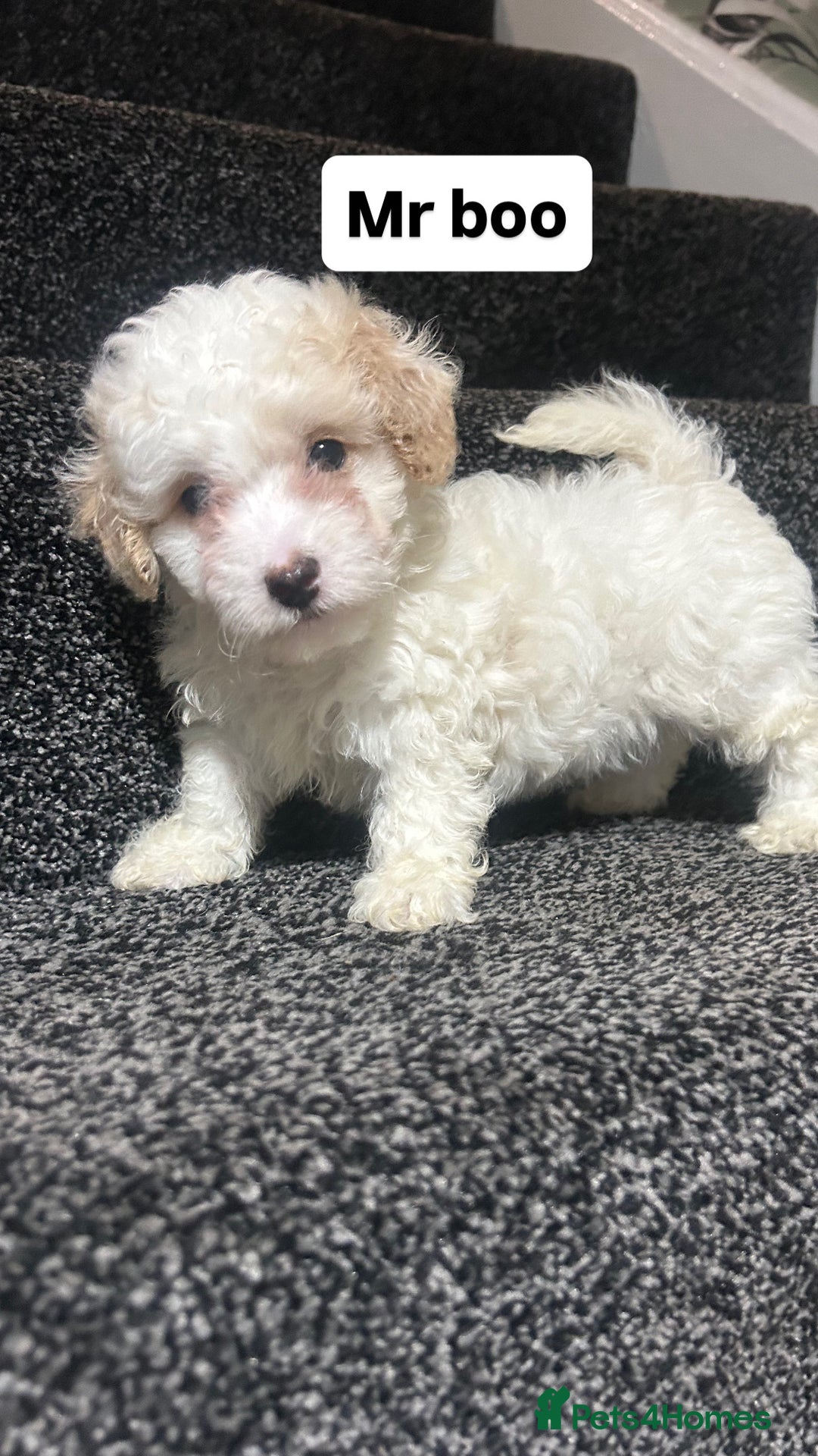 Cockapoo dogs for sale: Stunning toy cockapoo puppies  - Image 2