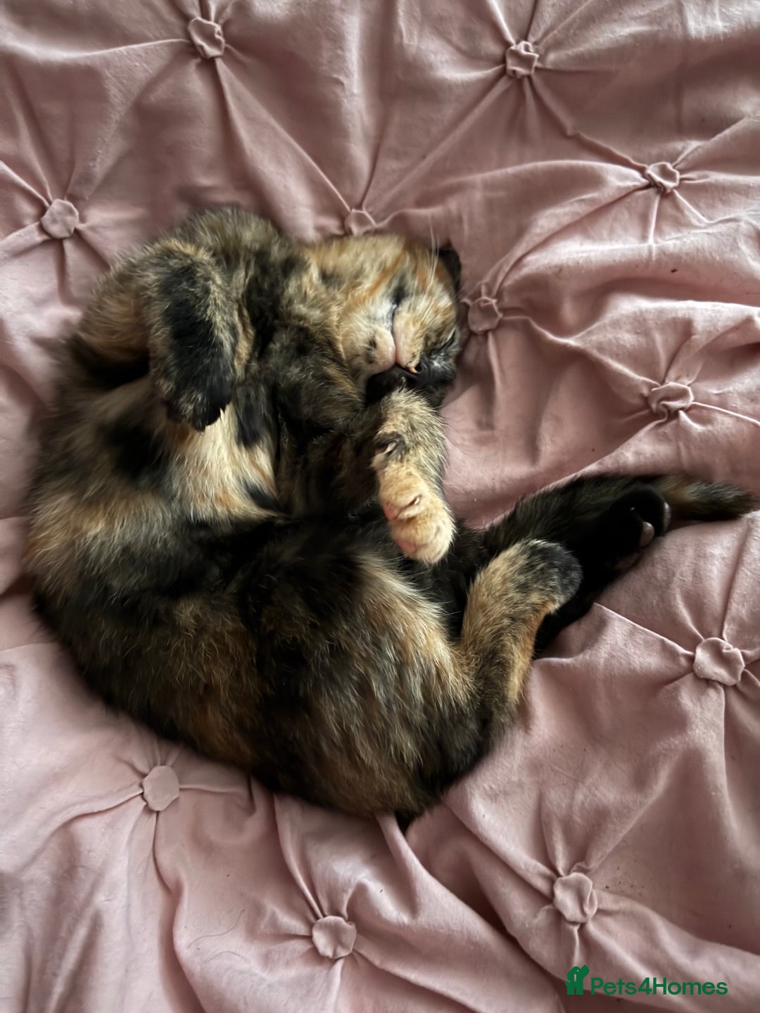 Mixed Breed cats for sale: Kitten  - Image 10