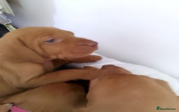Hungarian Vizsla dogs for sale: 4 adorable Hungarian vizsla BOYS available - Image 33