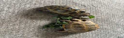 Tortoise reptiles for sale: Horsfield tortoises  - Advert 6