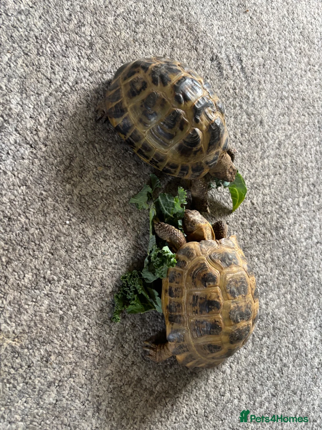 Tortoise reptiles for sale: Horsfield tortoises  - Advert 6