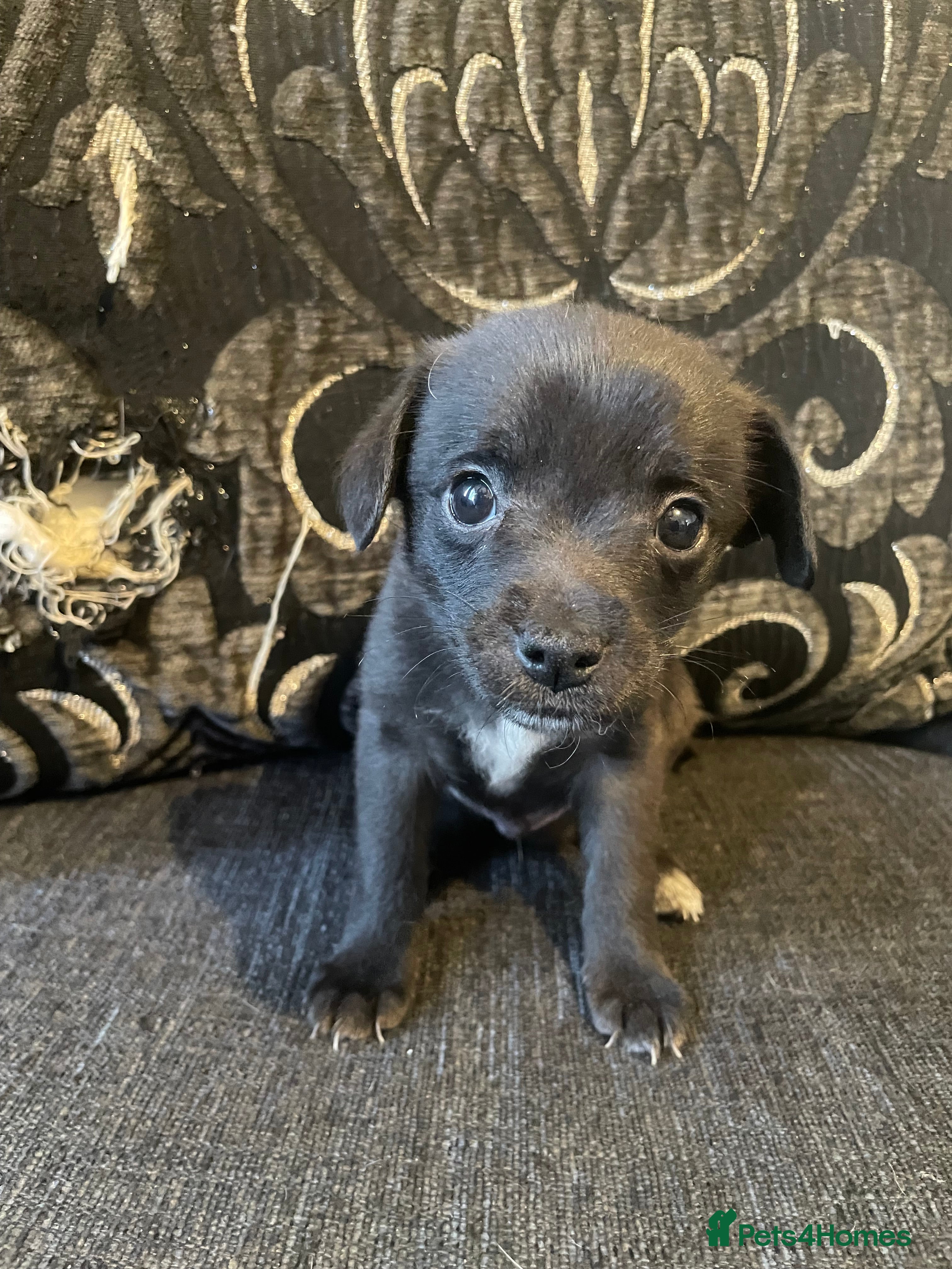 Mixed Breed dogs Pom-a-jacks - Advert 2