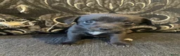 Mixed Breed dogs for sale: Pom-a-jacks - Advert 2