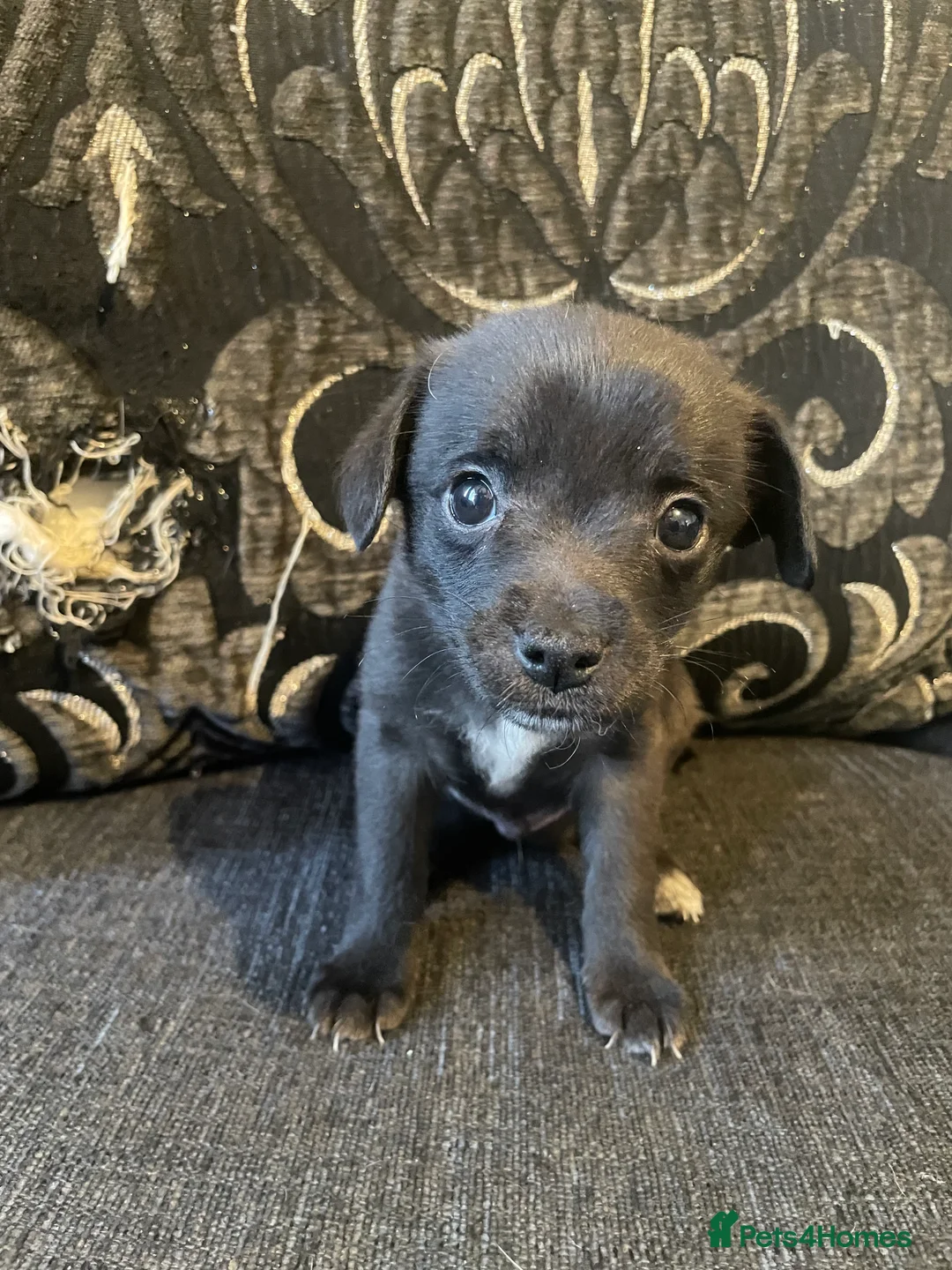 Mixed Breed dogs for sale: Pom-a-jacks - Advert 2