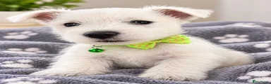 West Highland Terrier 1