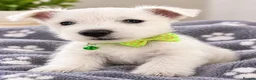 West Highland Terrier dogs for sale: KC WestHighland White Pups - READY NOW - Advert 9